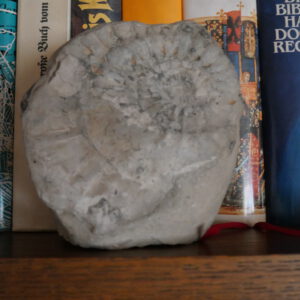 Dekostein mit Fossil